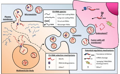 Intercellular communication via RNA-containing extracellular vesicles